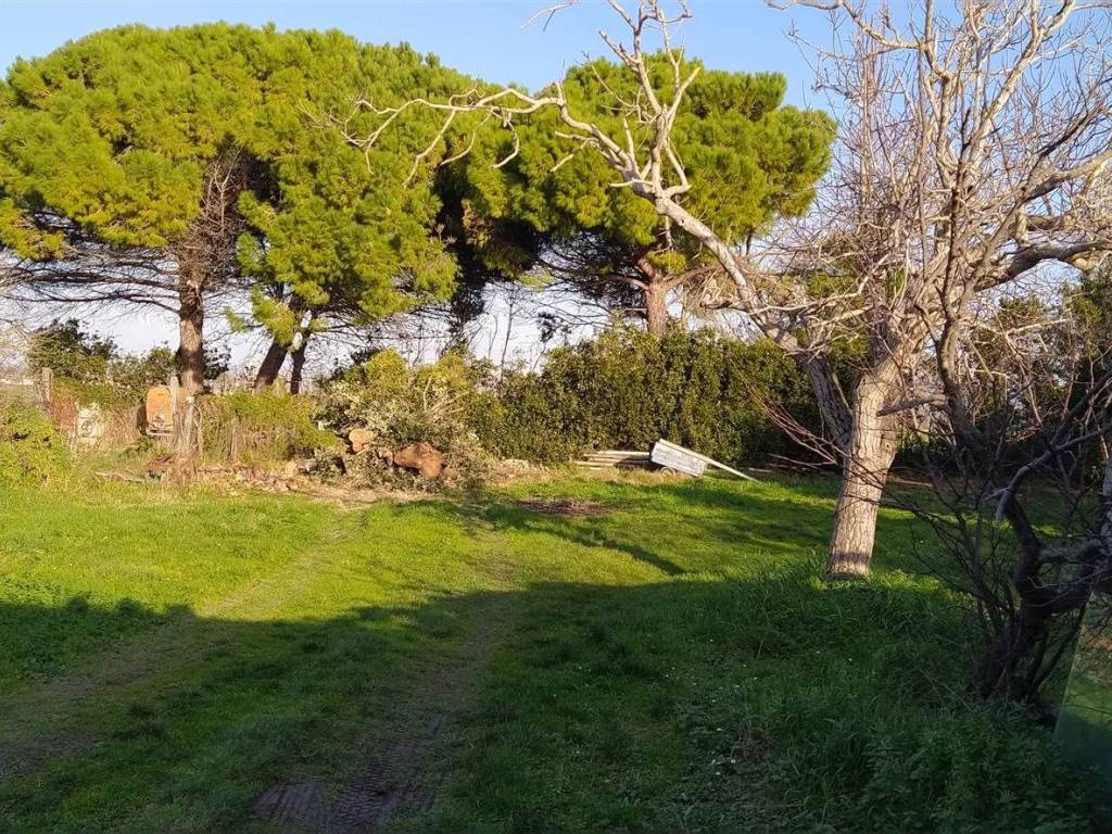 Terreno a Bibbona - Foto 3