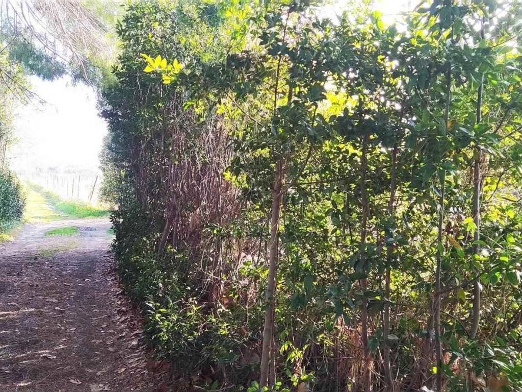 Terreno a Bibbona - Foto 4