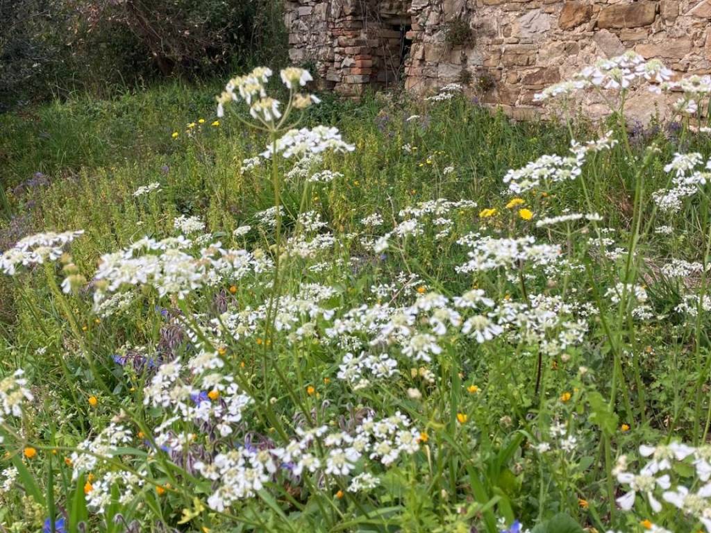 Rustico / casale a Agropoli in Via Campanina - Foto 3
