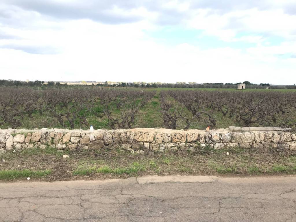 Terreno a Ugento in strada provinciale 291 - Foto 3