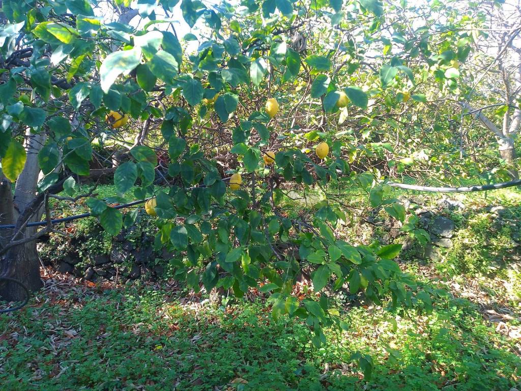 Terreno a Giarre in str. 61 - Foto 5