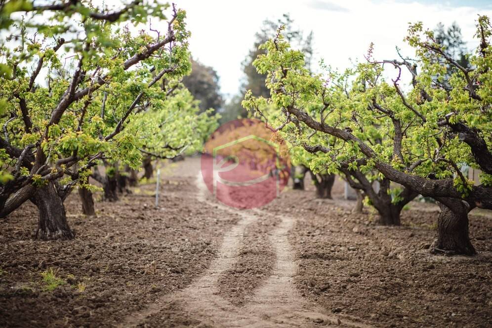 Terreno a Santarcangelo di romagna in Via Sant'Arcangelo Bellaria, 1570 - Foto 2