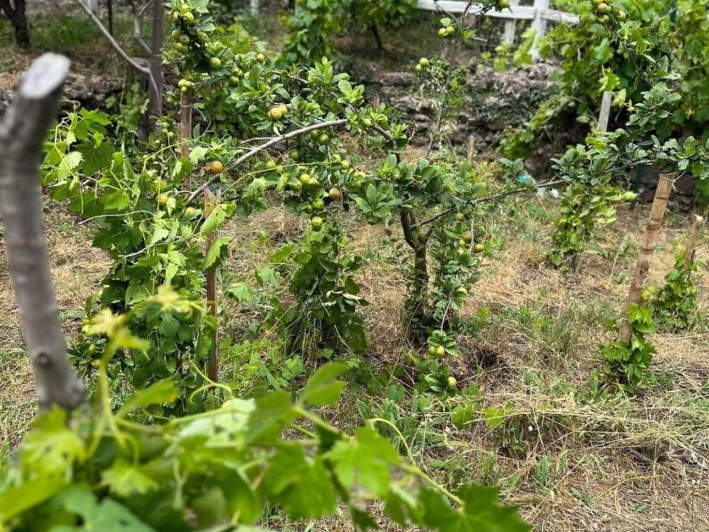 Terreno a Ragalna in contrada monte arso - Foto 3
