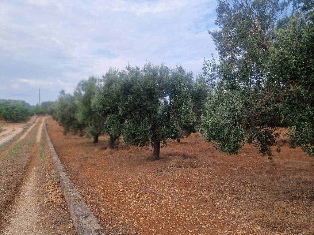 Villa a Ostuni in SP14 - Foto 5