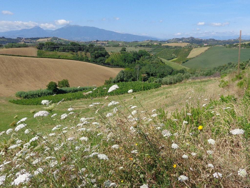 Terreno a Monsampolo del tronto in Contrada Valle Cecchina - Foto 5