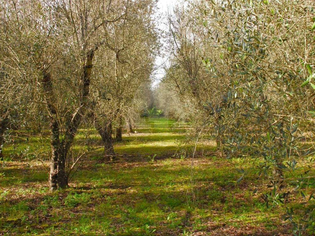 Terreno a Tricase in Strada Vicinale Finocchiaro - Foto 3