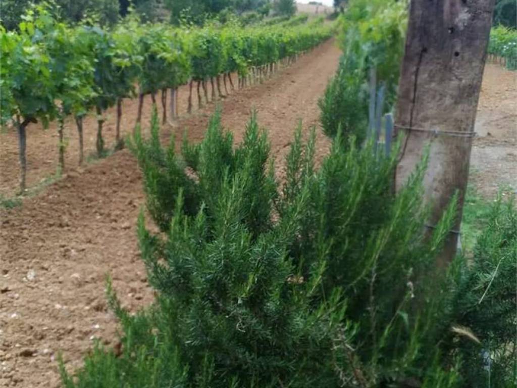 Rustico / casale a Campagnatico in Strada Della Voltina, 20 - Foto 4