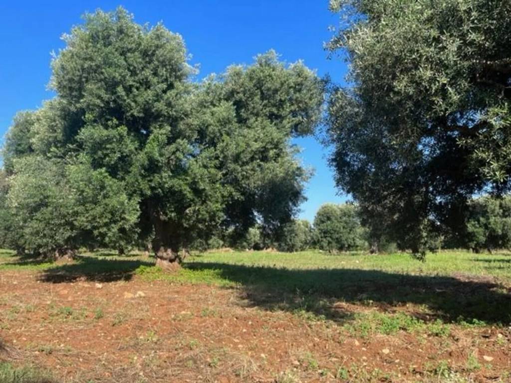 Terreno a Carovigno in Via Serranova No Number - Foto 4