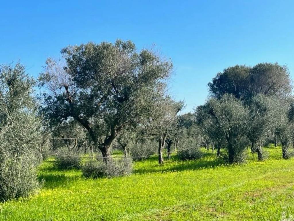 Terreno a Carovigno in Contrada Arrighi No Number - Foto 2