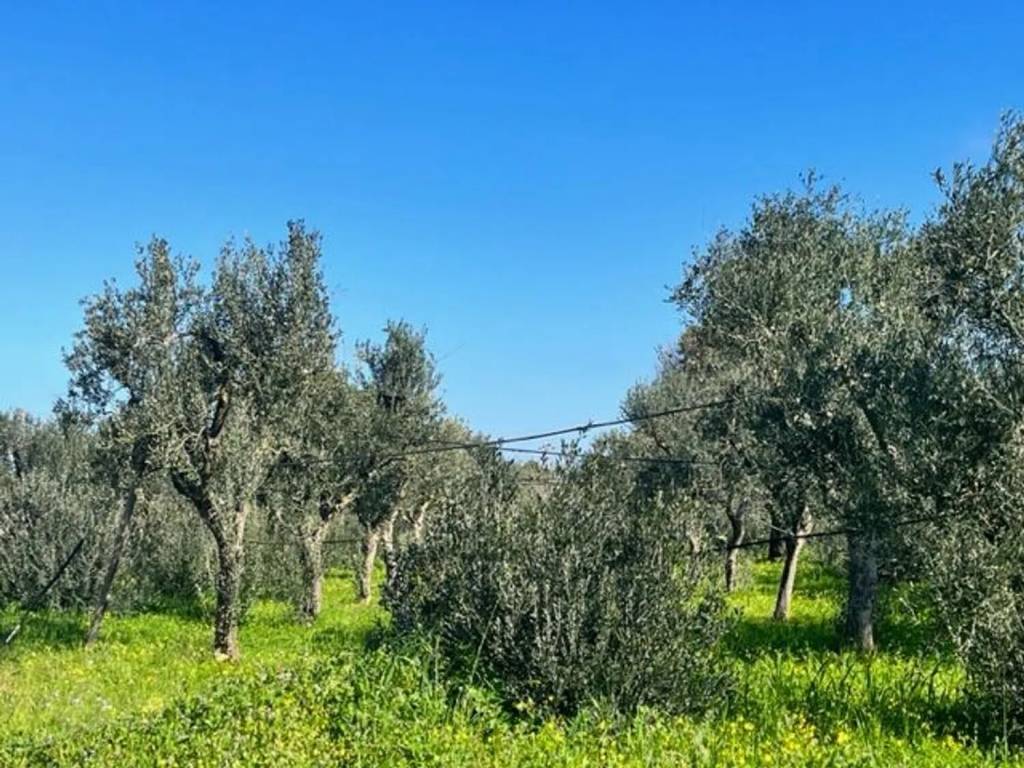 Terreno a Carovigno in Contrada Arrighi No Number - Foto 3