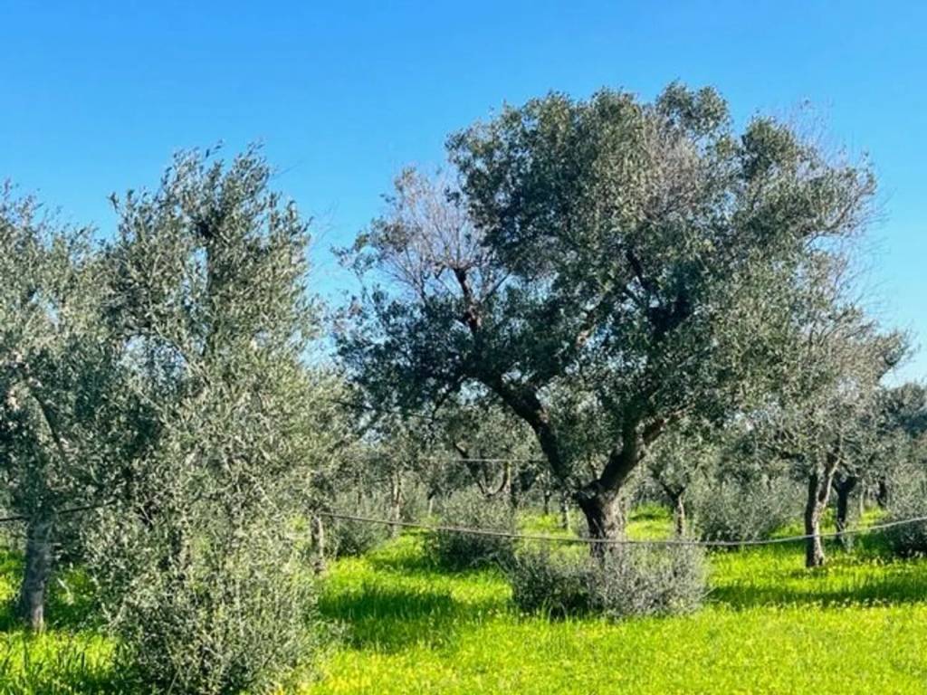 Terreno a Carovigno in Contrada Arrighi No Number - Foto 4
