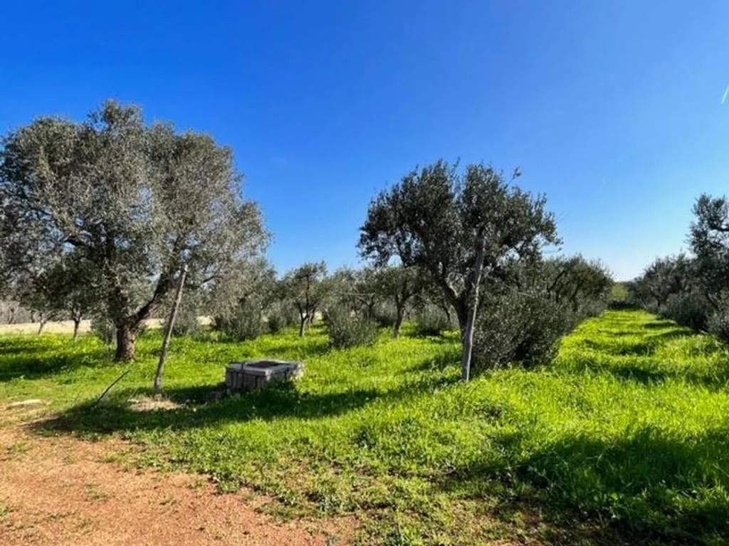 Terreno a Carovigno in Contrada Arrighi No Number - Foto 5