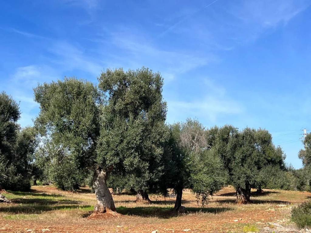 Terreno a Carovigno in Contrada Cento Pezze No Number - Foto 2