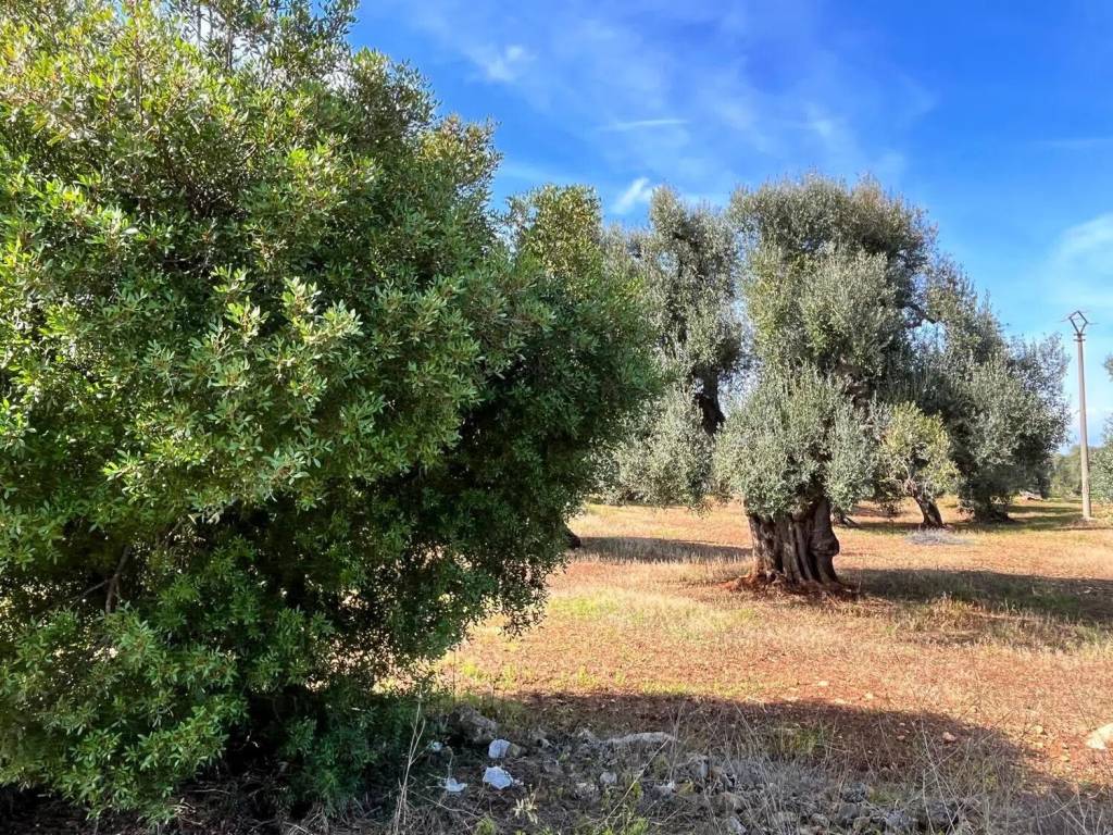 Terreno a Carovigno in Contrada Cento Pezze No Number - Foto 3