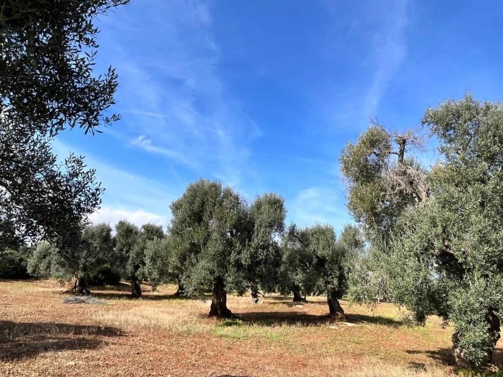 Terreno a Carovigno in Contrada Cento Pezze No Number - Foto 4