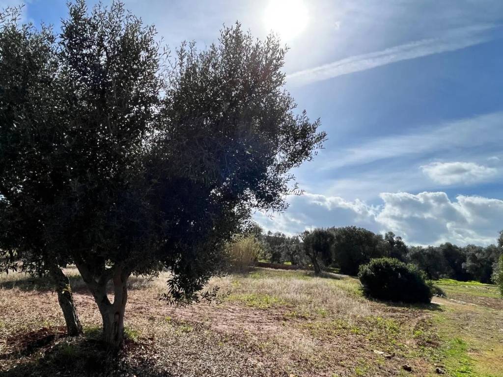 Terreno a Carovigno in Contrada Cento Pezze No Number - Foto 5