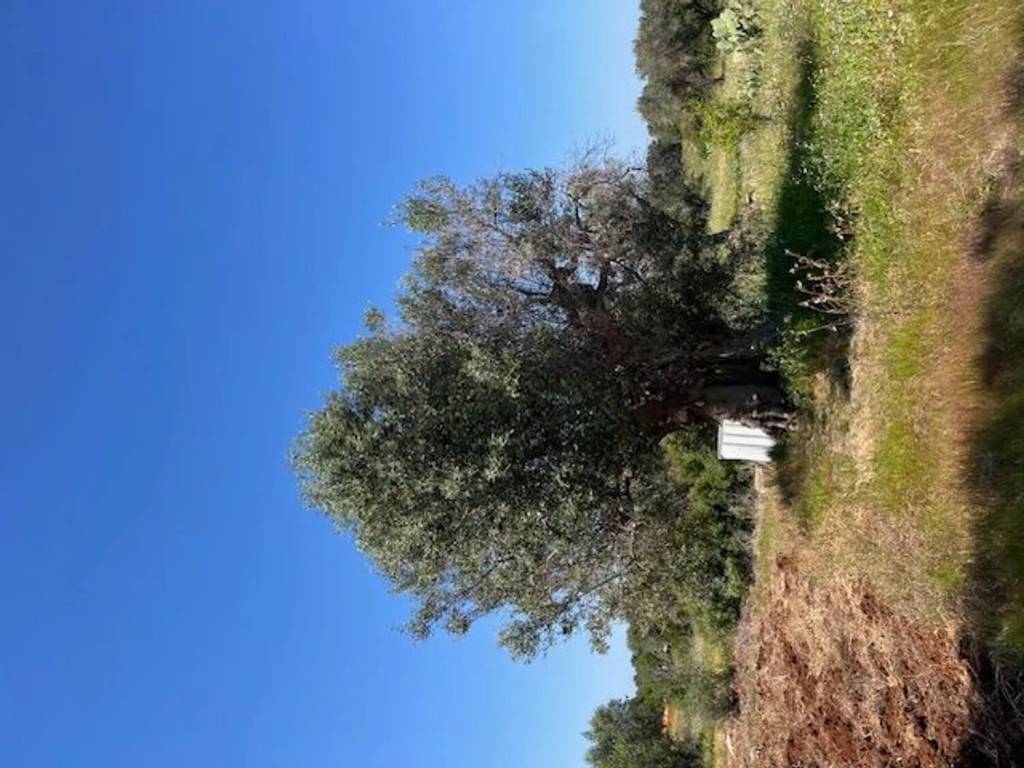 Rustico / casale a Carovigno in Contrada Monte Caliolo No Number - Foto 4