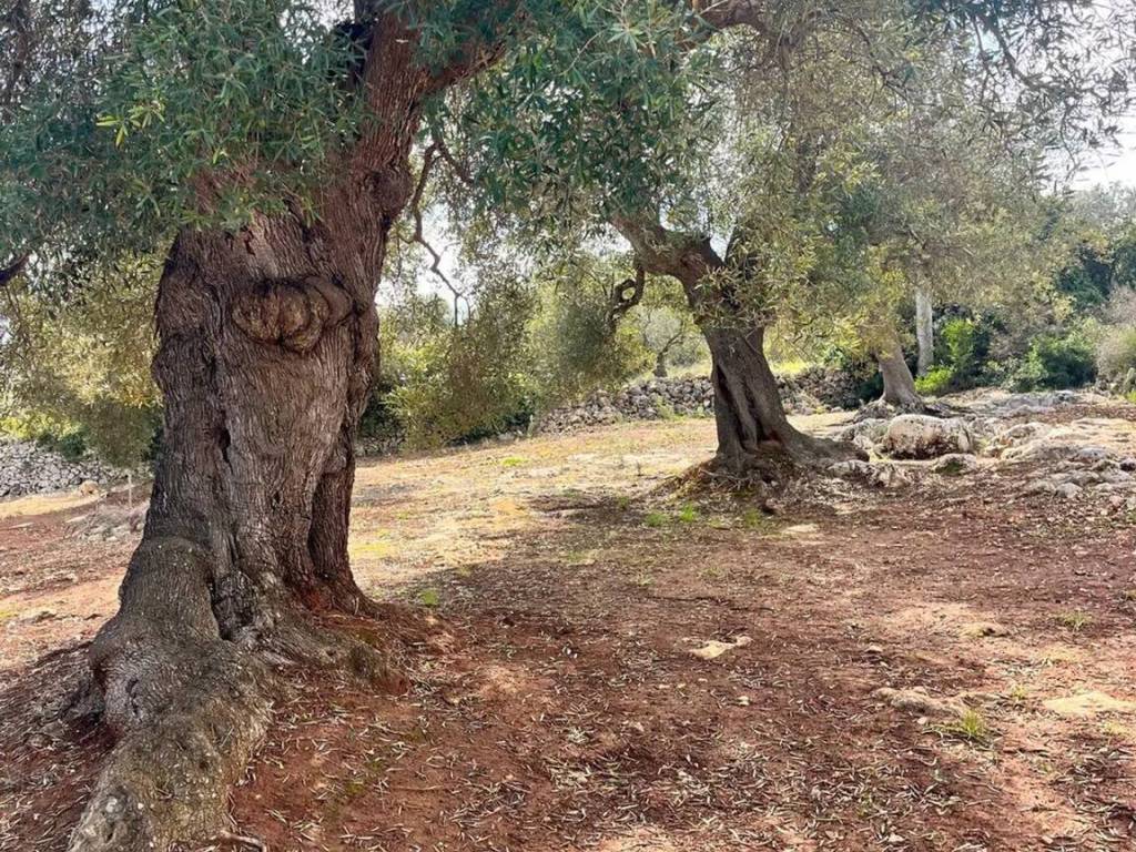 Villa a Carovigno in Contrada Monti No Number - Foto 4