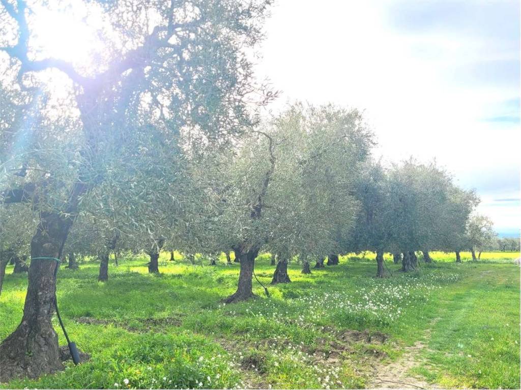 Terreno a Cerignola in VIA PANTANELLA - Foto 2