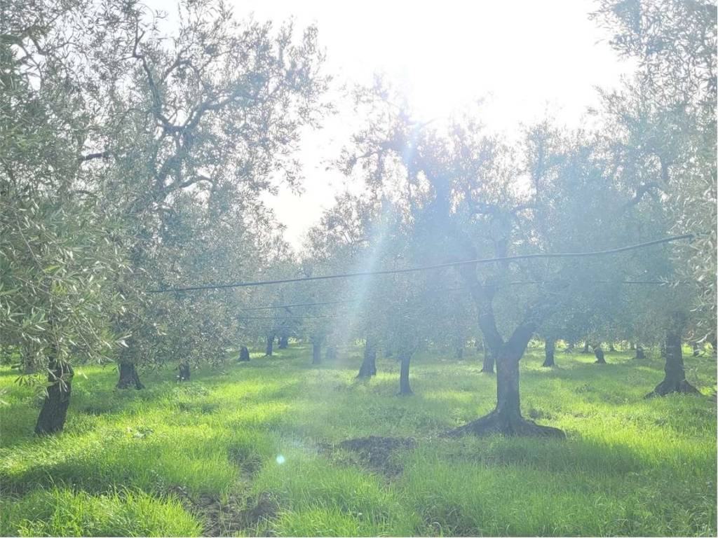 Terreno a Cerignola in VIA PANTANELLA - Foto 4