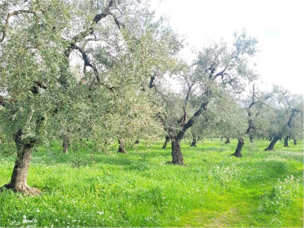 Terreno a Cerignola in VIA PANTANELLA - Foto 5