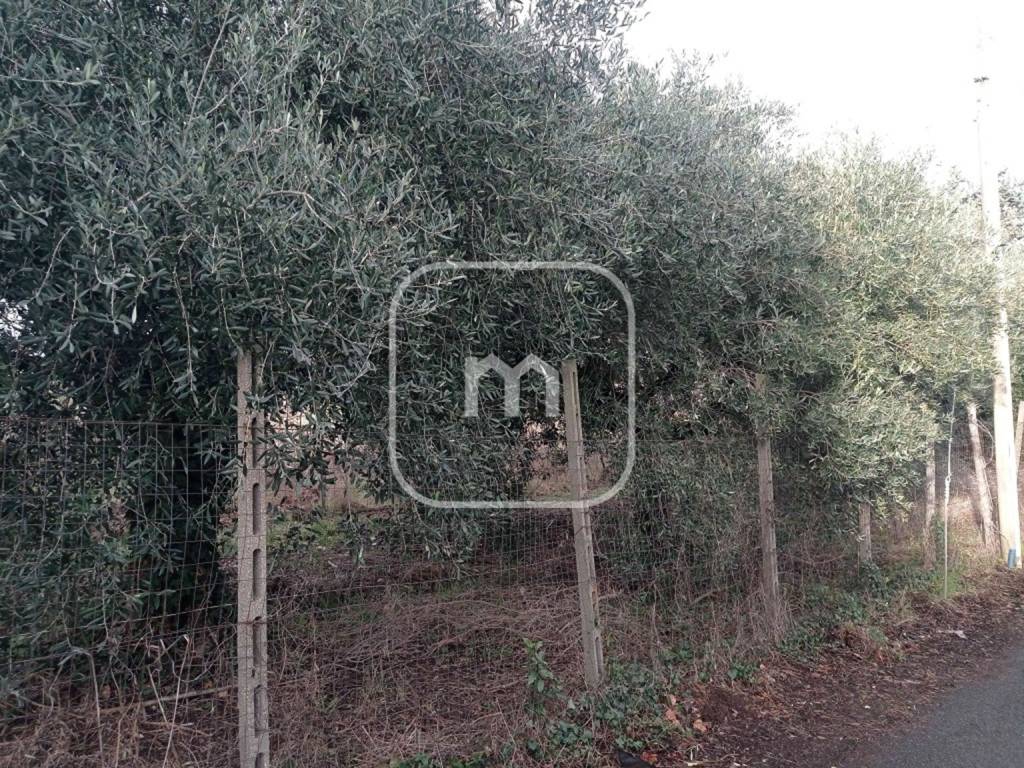 Terreno a Monte porzio catone in Via Roma, 43 - Foto 4