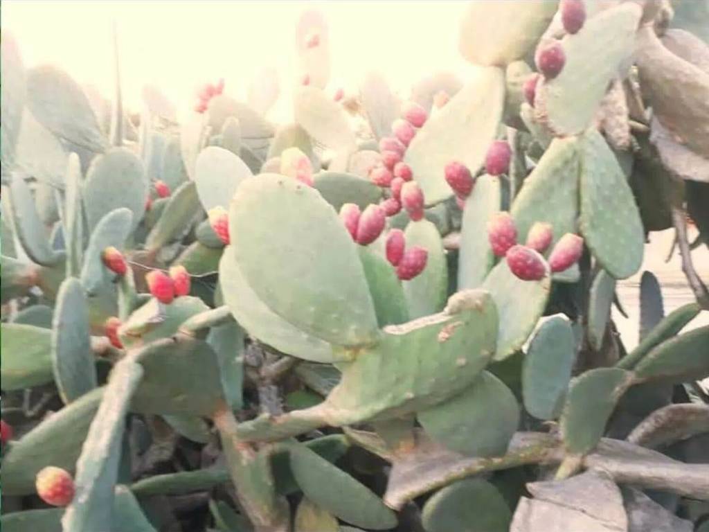 Rustico / casale a Salemi - Foto 2