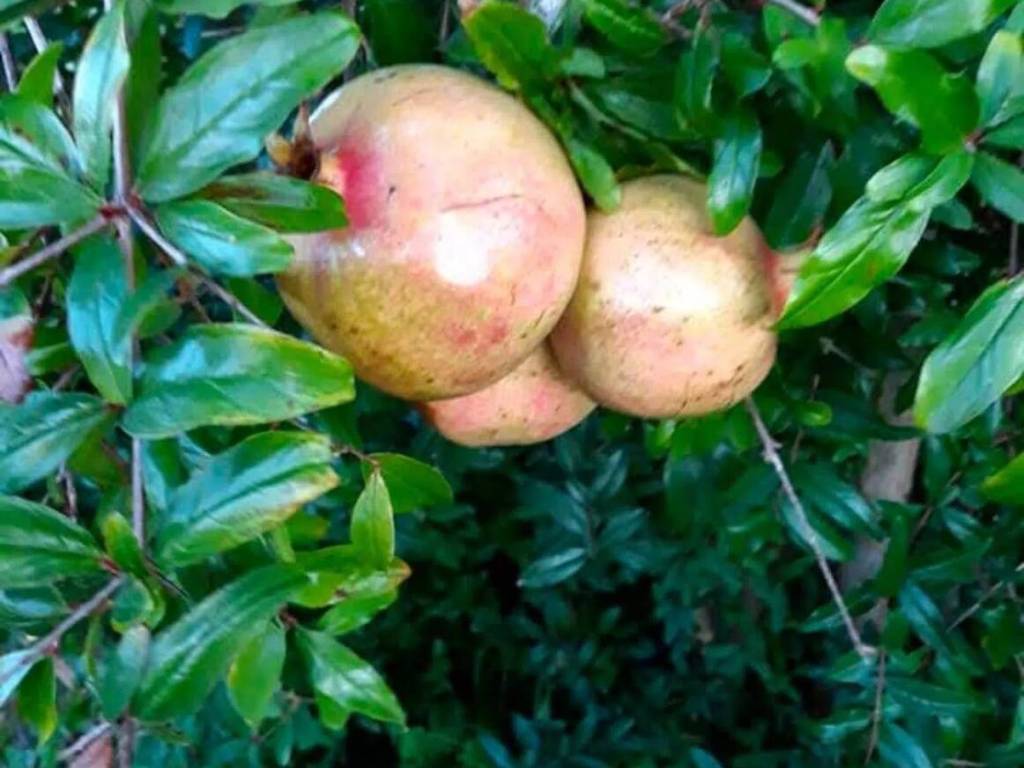 Rustico / casale a Salemi - Foto 4