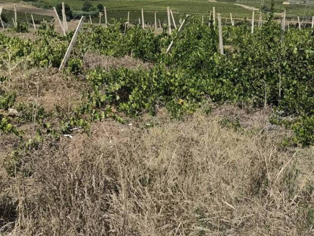 Rustico / casale a Salemi - Foto 5