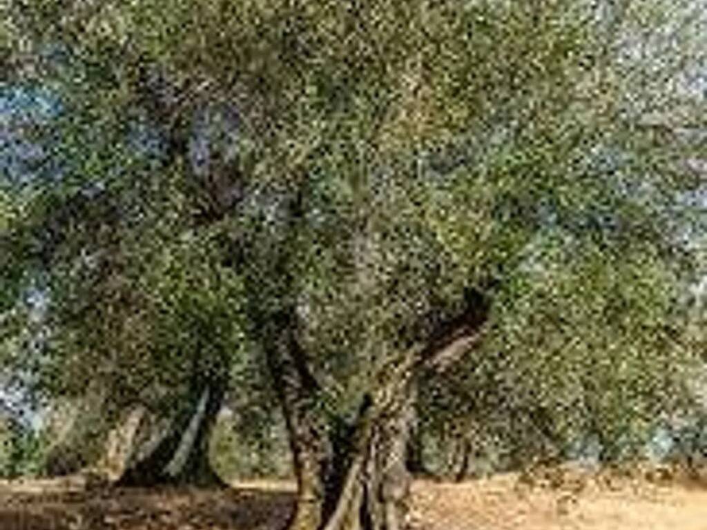 Terreno a Calatafimi-segesta - Foto 5