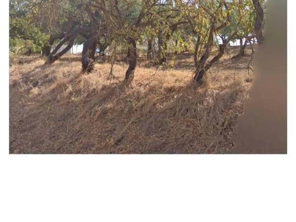 Terreno a Salemi - Foto 3