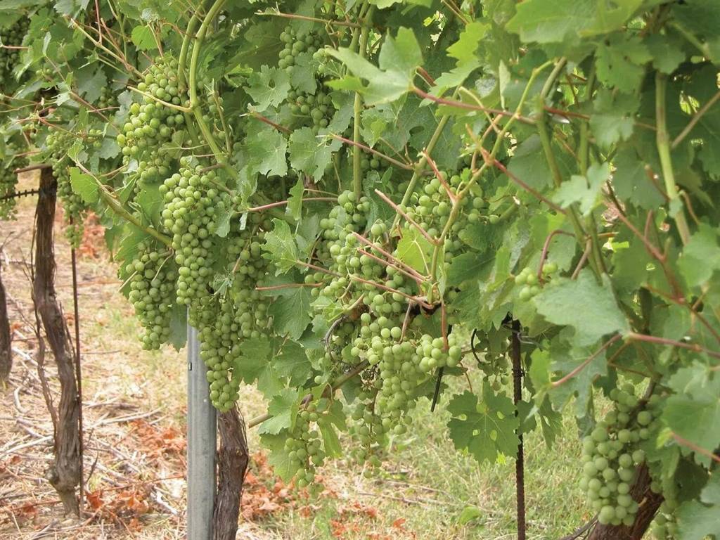 Terreno a Salemi - Foto 5