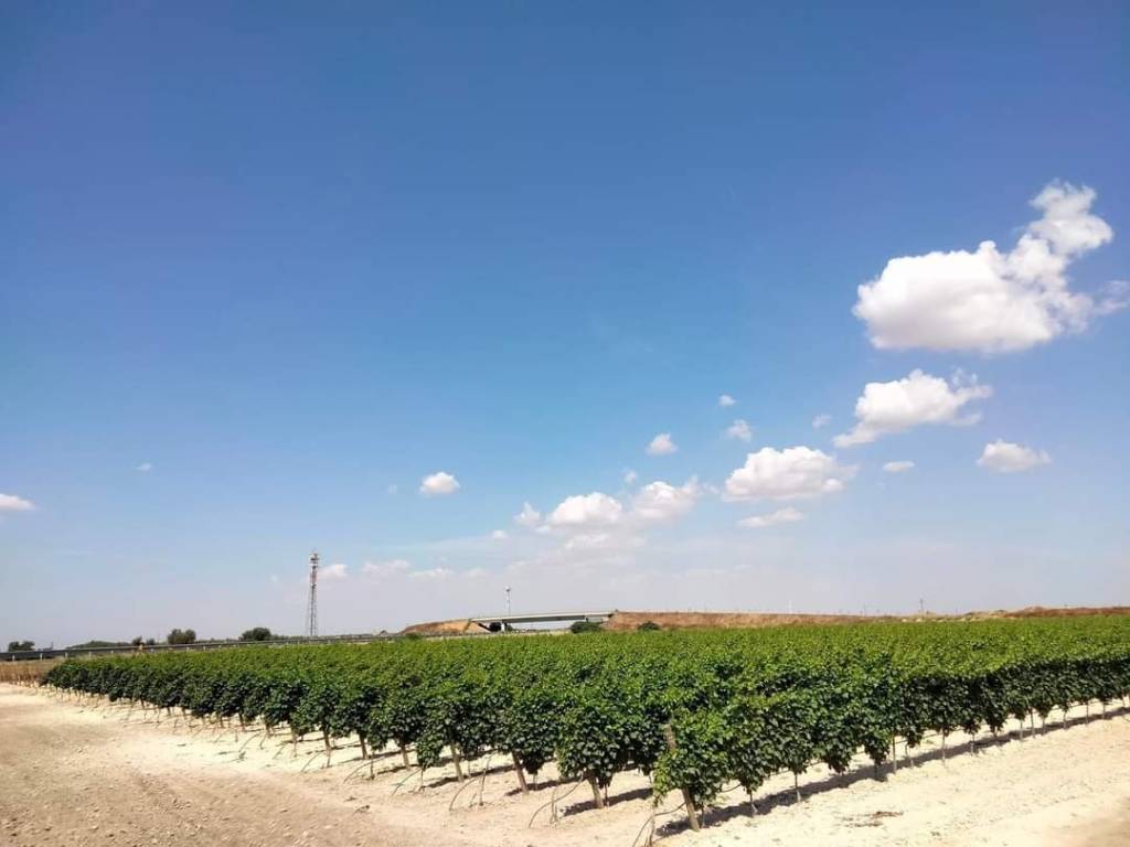Terreno a Orta nova in Autostrada Adriatica - Foto 2