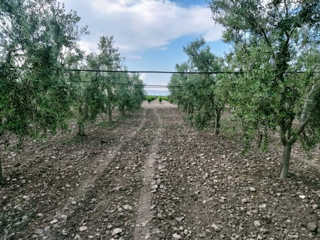 Terreno a Orta nova in Autostrada Adriatica - Foto 3