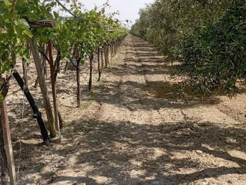 Terreno a Orta nova in Autostrada Adriatica - Foto 4