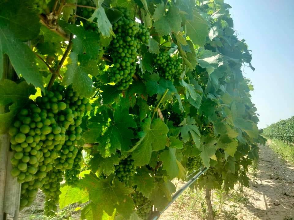 Terreno a Orta nova in Autostrada Adriatica - Foto 5