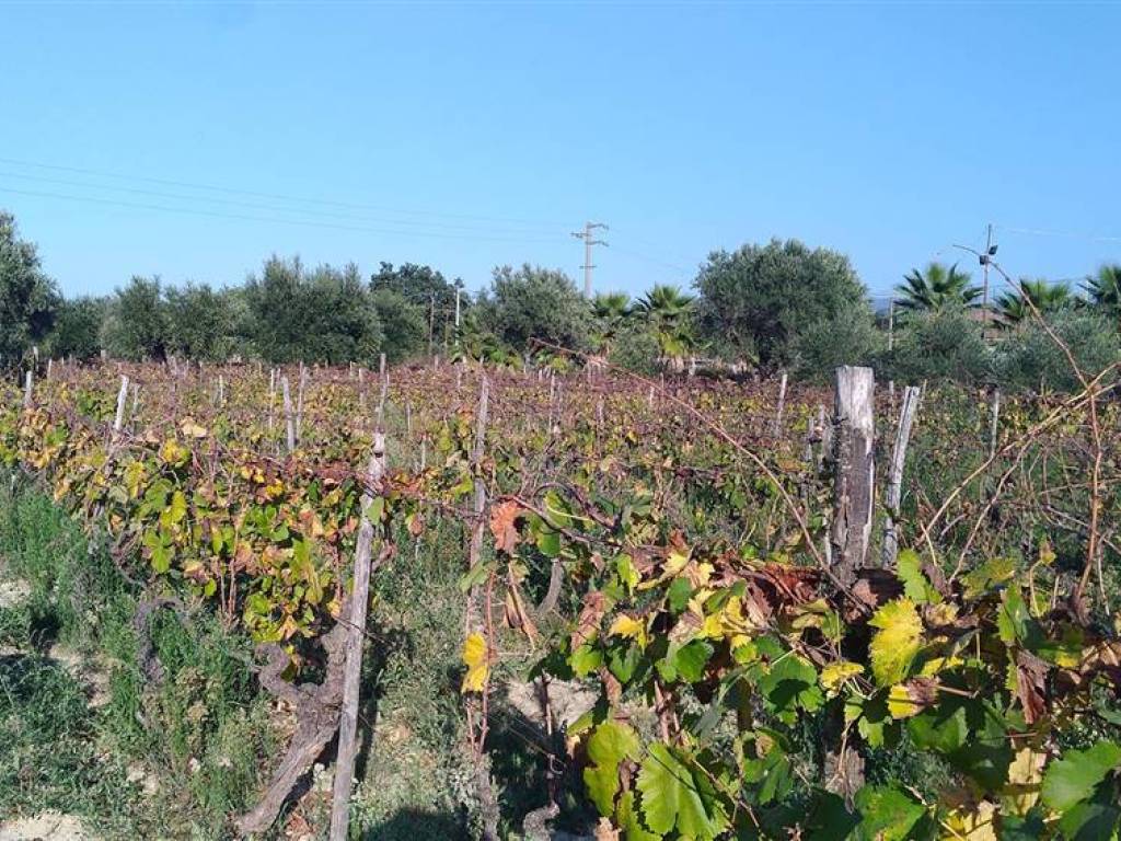 Terreno a Bisignano - Foto 2