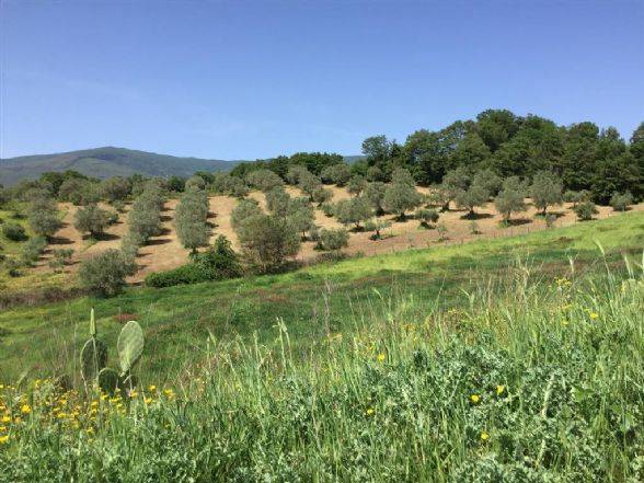 Terreno a Lattarico - Foto 2