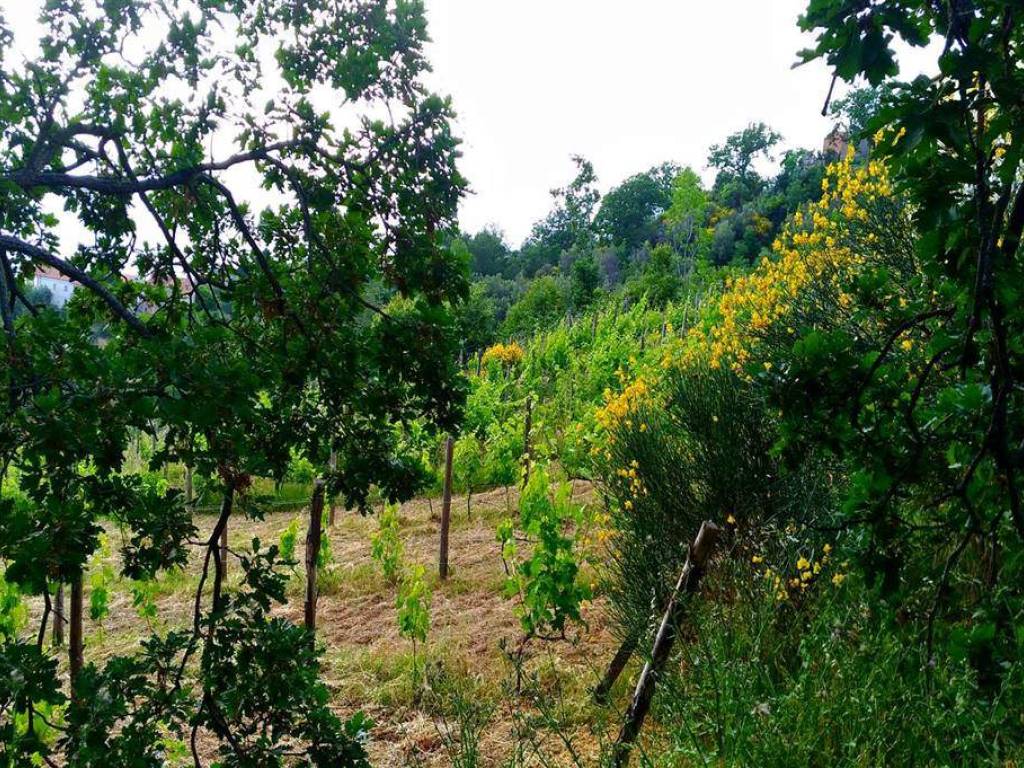 Terreno a Luzzi - Foto 2