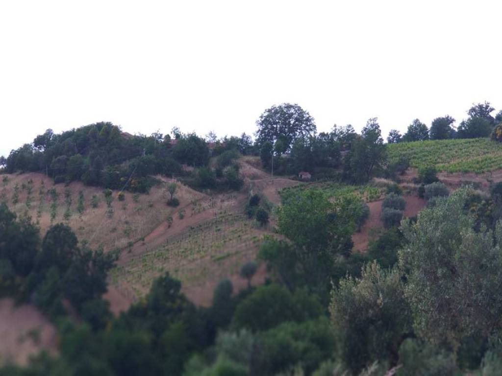 Terreno a Luzzi - Foto 5