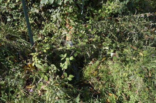 Terreno a Dipignano - Foto 3
