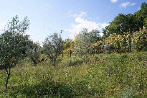 Terreno a Dipignano - Foto 4