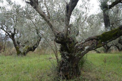 Terreno a Cosenza - Foto 2