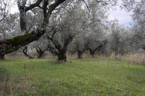Terreno a Cosenza - Foto 3