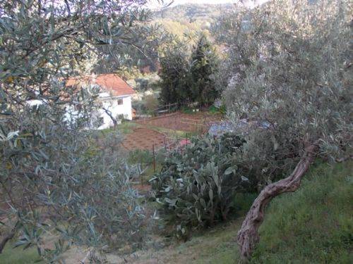 Terreno a Dipignano - Foto 2