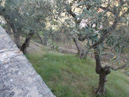 Terreno a Dipignano - Foto 4