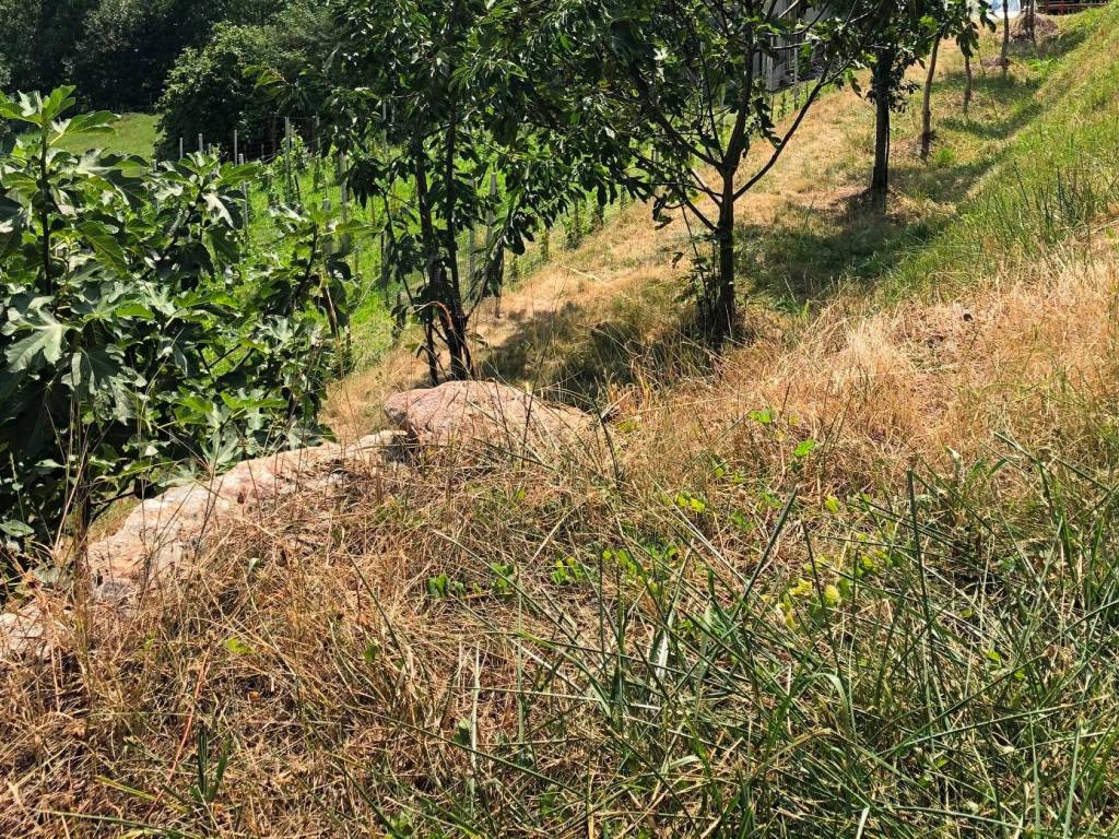 Terreno a Grosotto - Foto 3