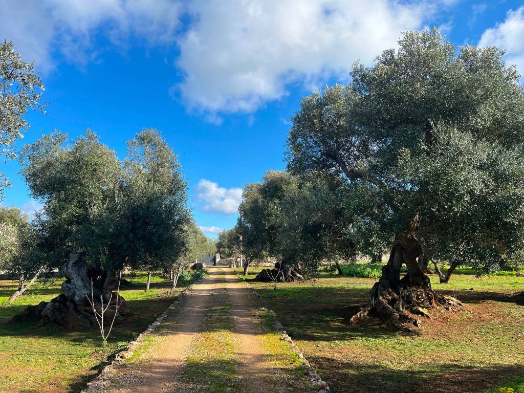 Rustico / casale a Ceglie messapica - Foto 2