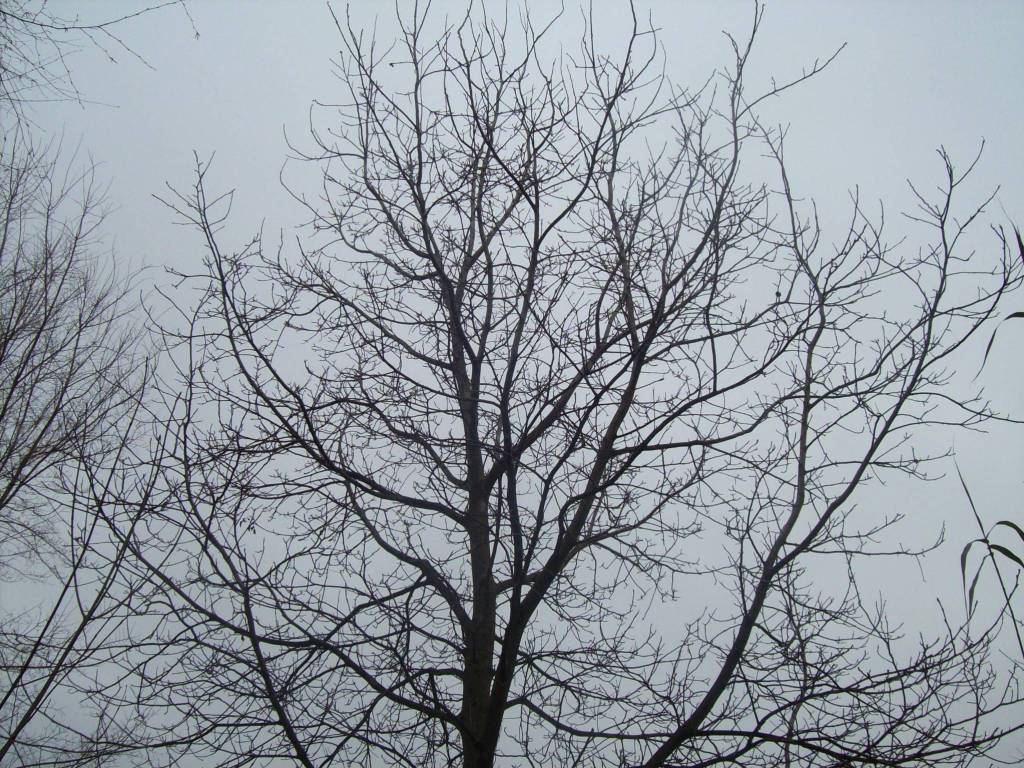 Rustico / casale a Treglio in CONTRADA VIDIZZE - Foto 5