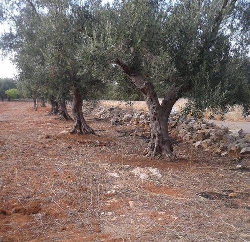 Terreno a Casarano in Contrada Sant'Anna - Foto 3